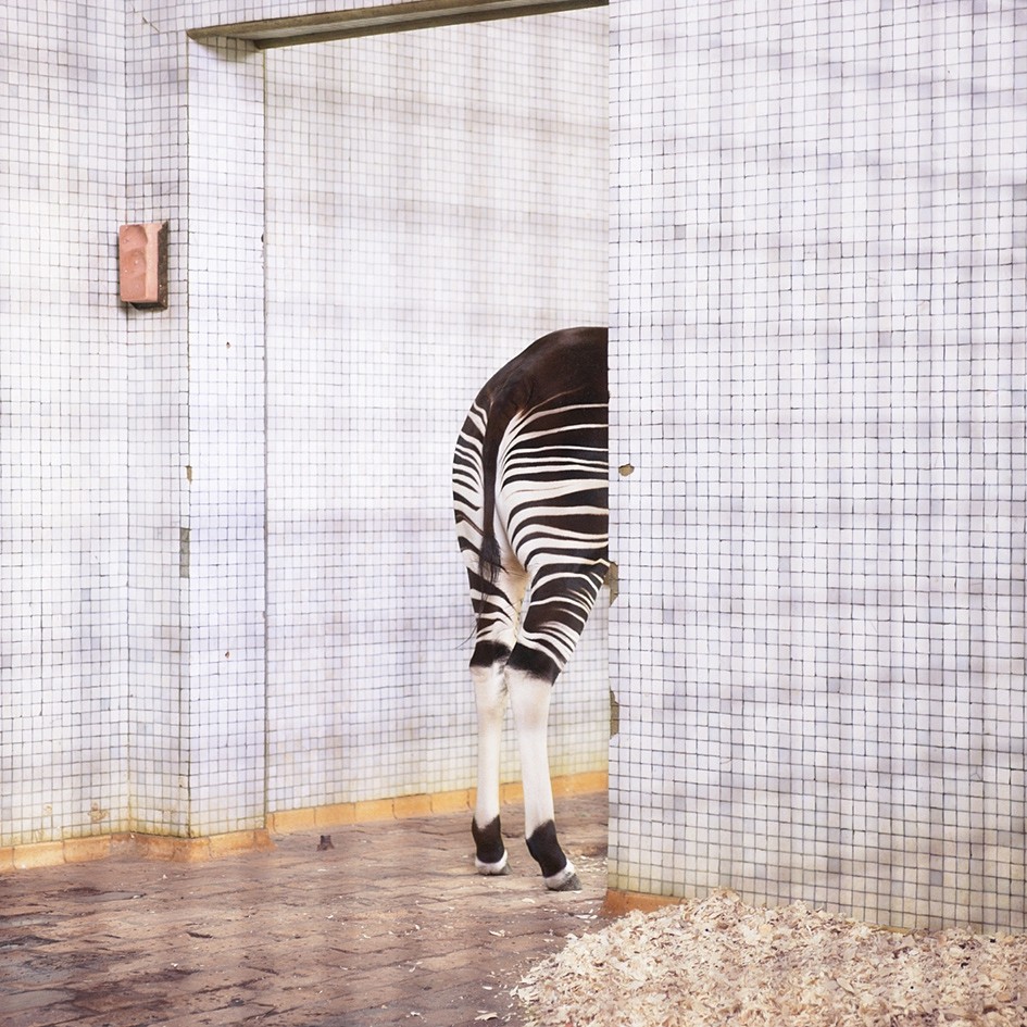 Itamar Freed, This is not a Zebra
2014, Archival Pigment Print