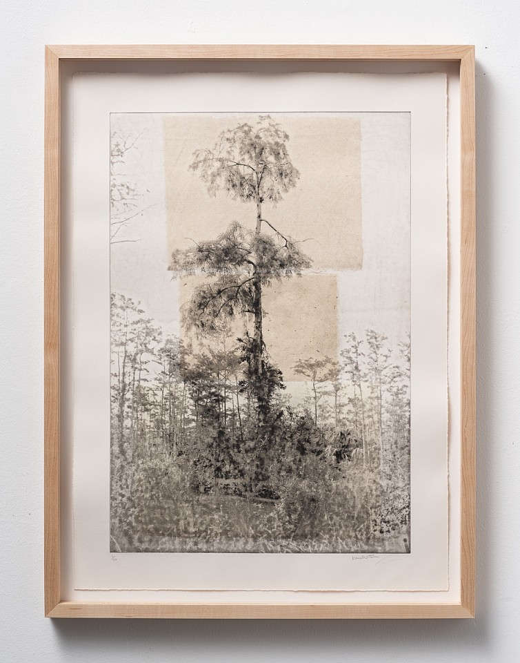 Itamar Freed & Kristina Chan, Cypress Tree1
2019, Etching with chine colle on Zerkyl Natural