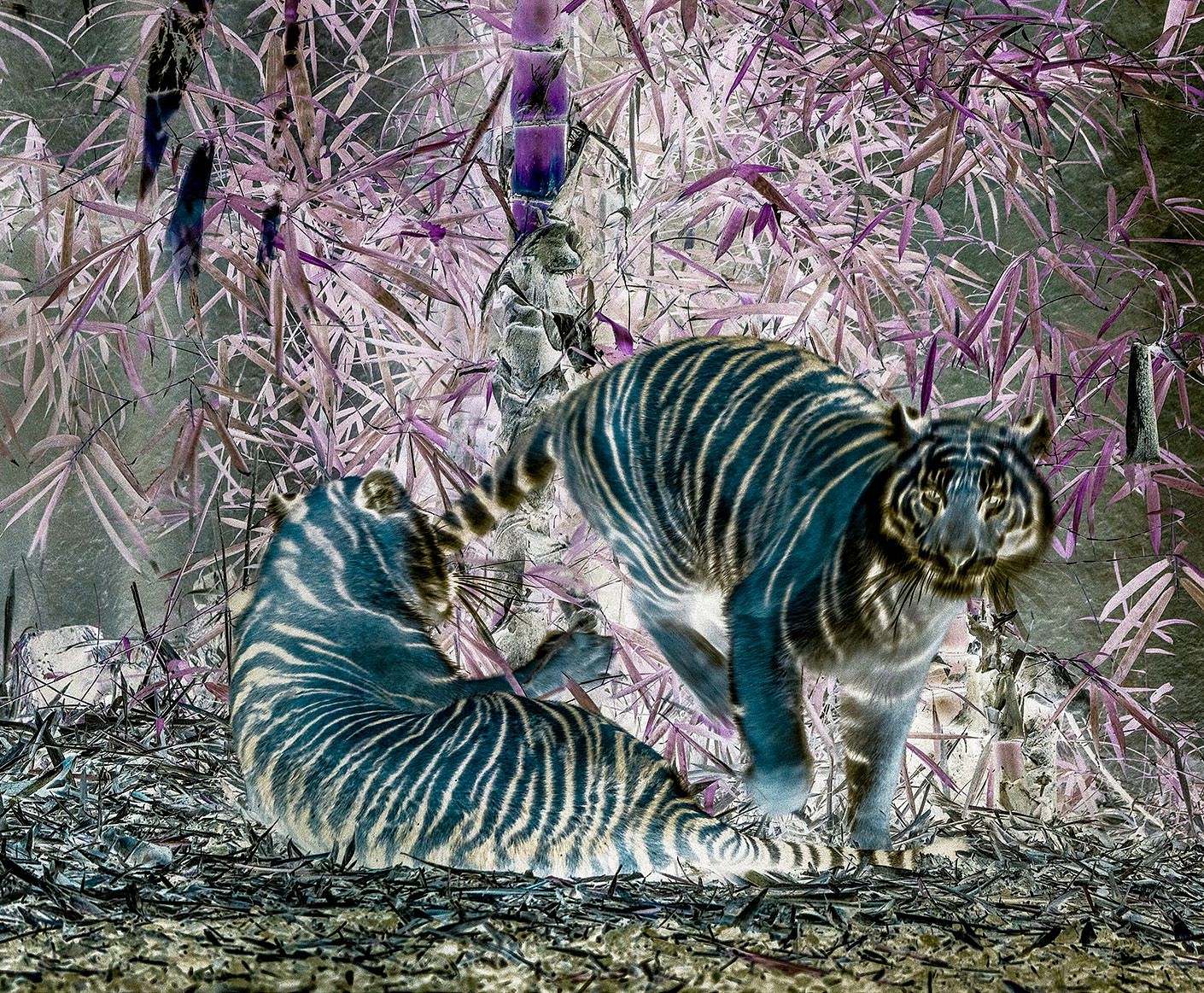 blue tigers
