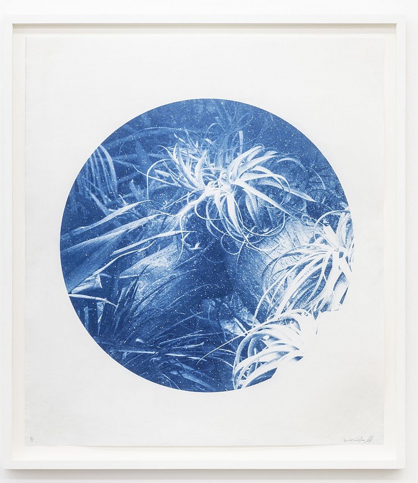 Itamar Freed & Kristina Chan, Aloe Vera II
2019, Cyanotype on Tosa Wasa handmade Japanese paper