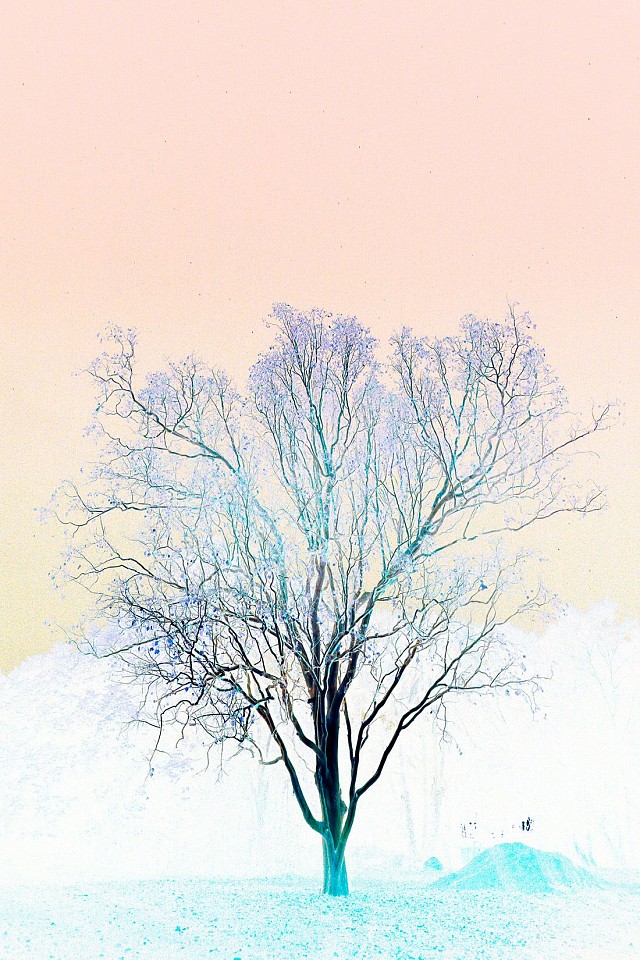 Itamar Freed & Kristina Chan, Gradient Tree
2022, Pigment print on archival Japanese paper