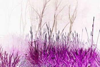 Purple Grass, 2024