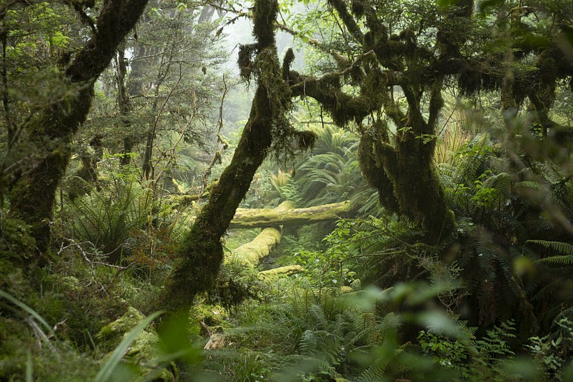 Itamar Freed, Old Forest
2024, Inkjet print on archival paper